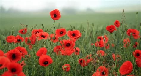 The Healing Properties of the Poppy Plant in Traditional Medicine